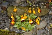 Calceolaria uniflora